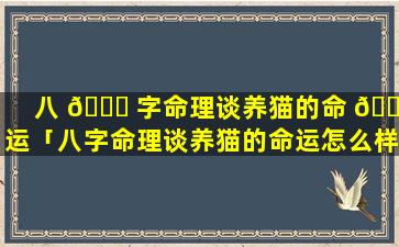 八 🐈 字命理谈养猫的命 🐧 运「八字命理谈养猫的命运怎么样」